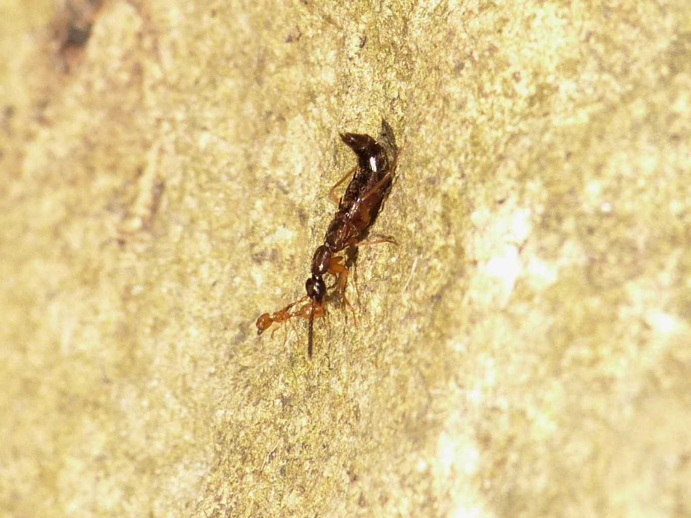 Piccolo Staphylinidae con formica